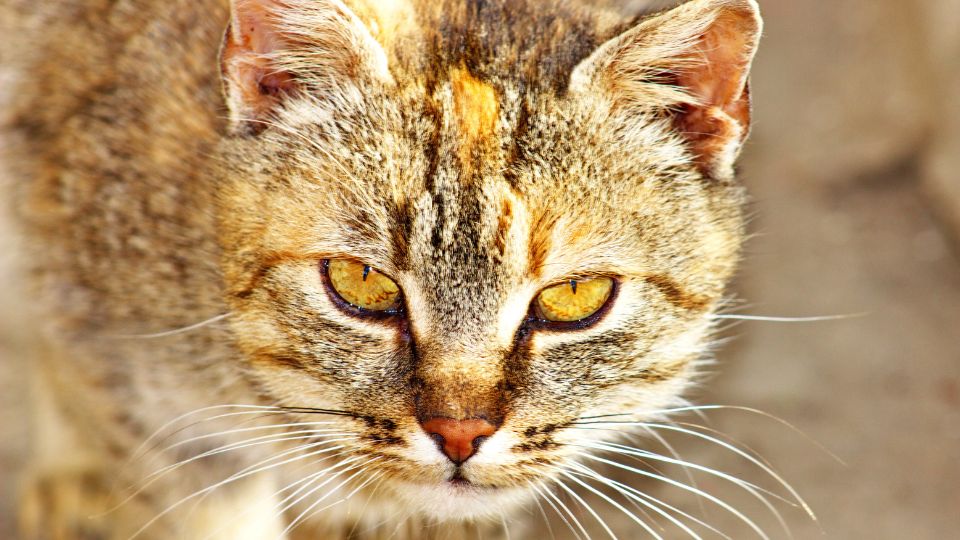 Abesszin macska (Felis silvestris catus)