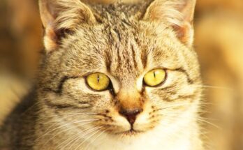 Abesszin macska (Felis silvestris catus)