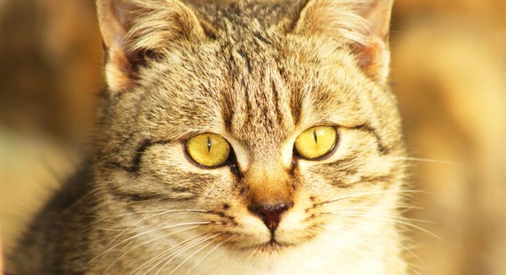 Abesszin macska (Felis silvestris catus)