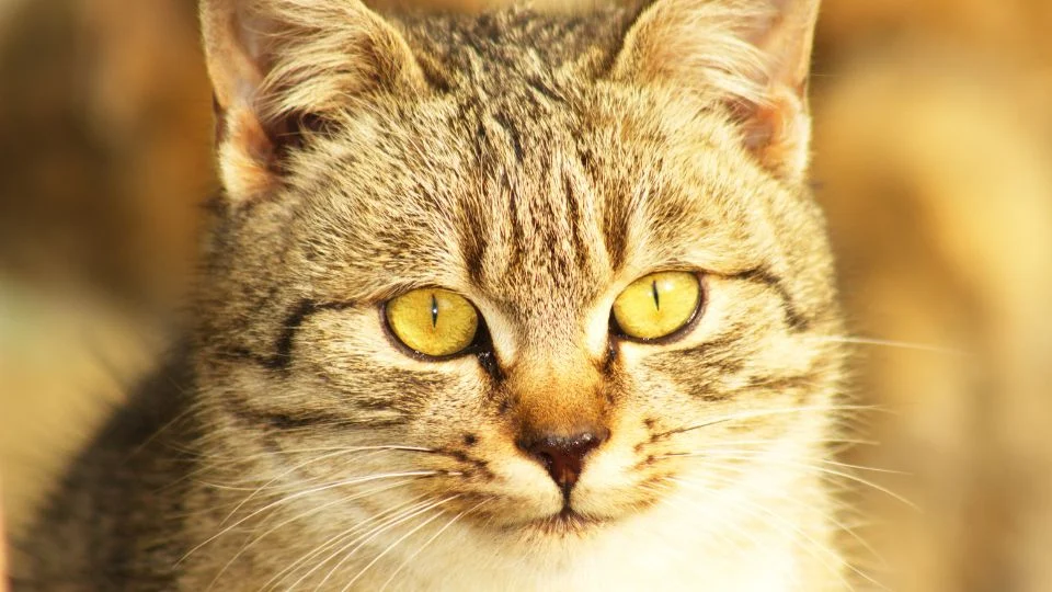 Abesszin macska (Felis silvestris catus)