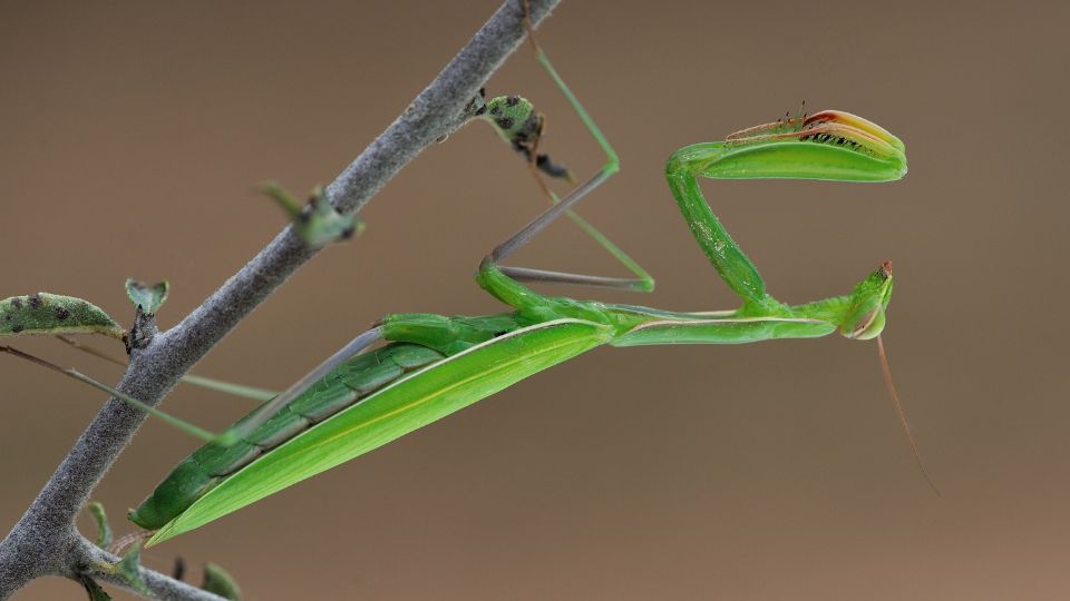 Ájtatos manó