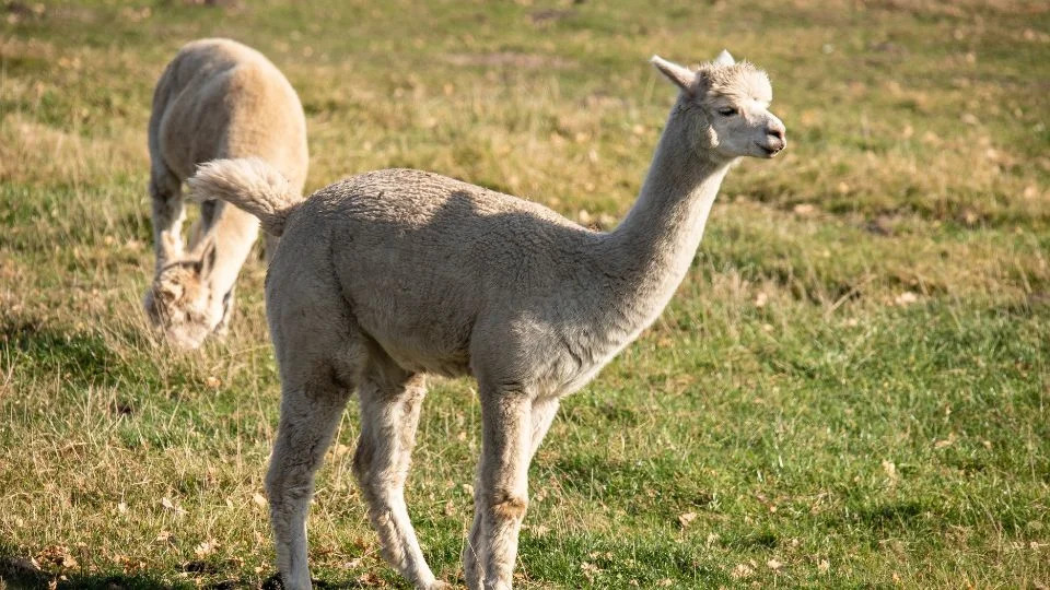 Alpaka (Vicugna pacos)