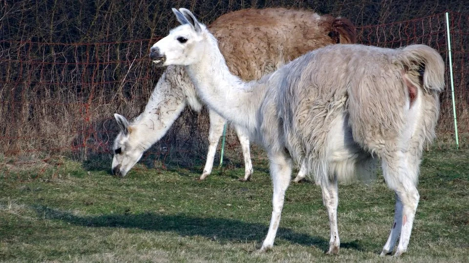 Alpaka (Vicugna pacos)