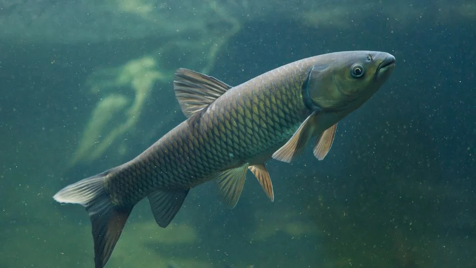 Amur (Ctenopharyngodon idella)