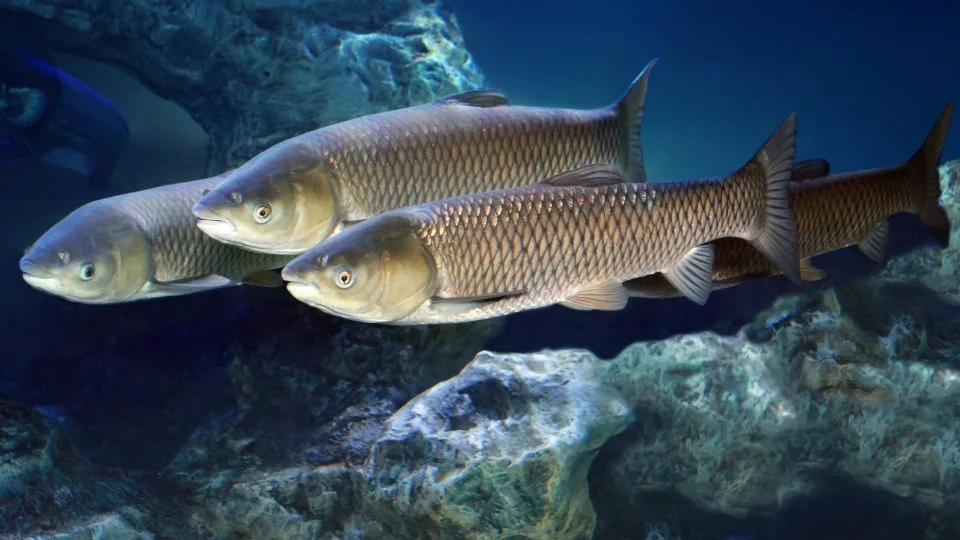 Amur (Ctenopharyngodon idella)