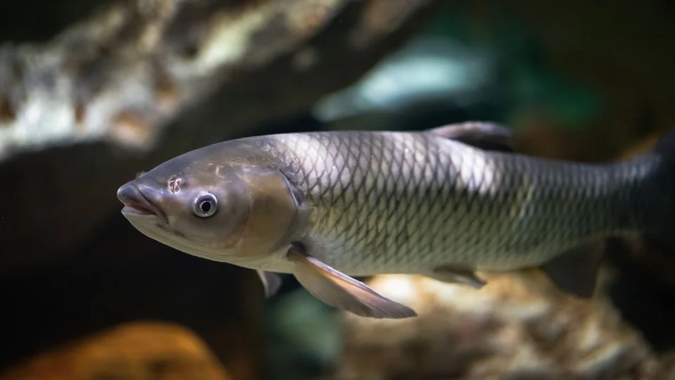 Amur (Ctenopharyngodon idella)