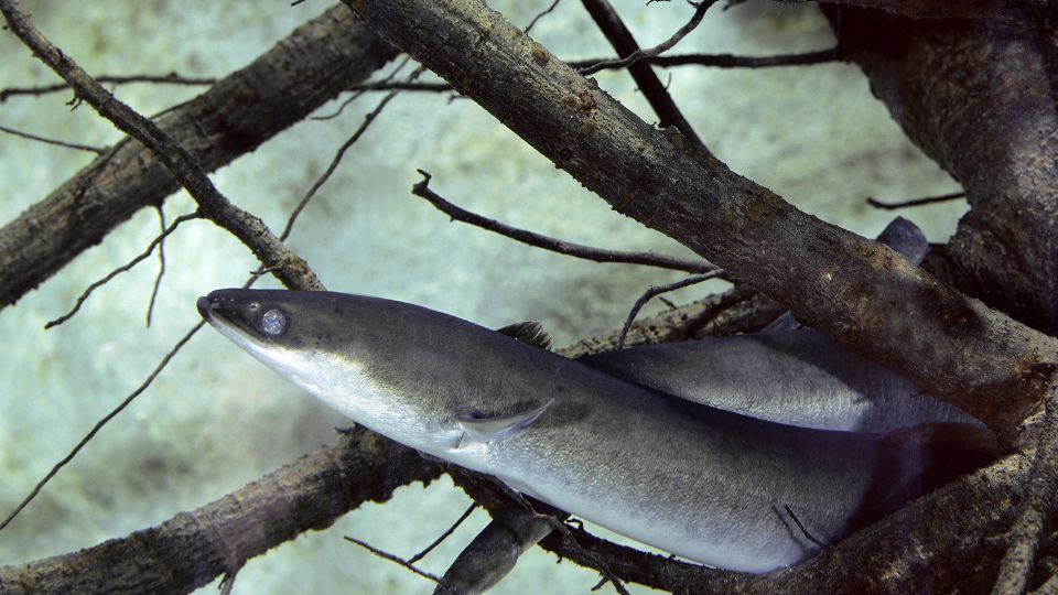 Angolnagőte (Anguilla anguilla)