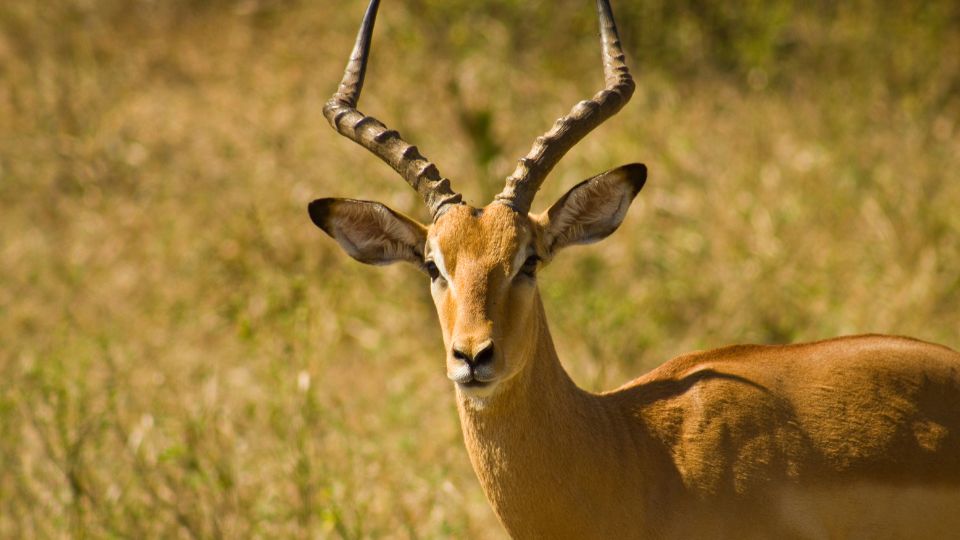 Antilop (Antilopinae)