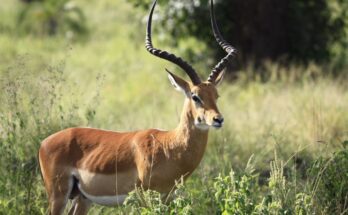 Antilop (Antilopinae)