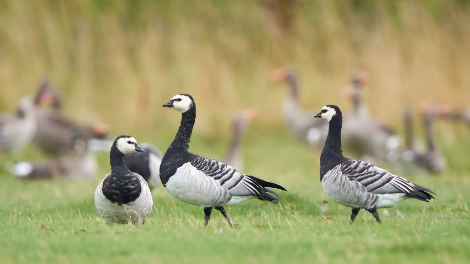 Apácalúd (Branta leucopsis)