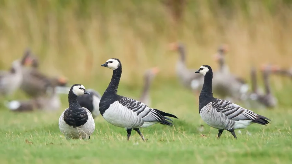 Apácalúd (Branta leucopsis)