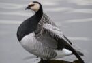 Apácalúd (Branta leucopsis)