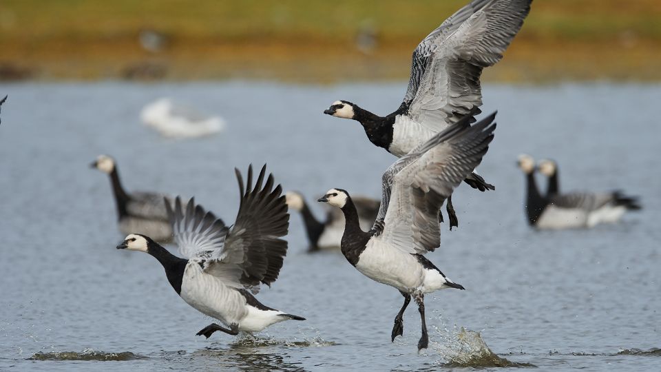 Apácalúd (Branta leucopsis)