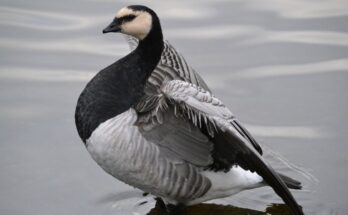 Apácalúd (Branta leucopsis)
