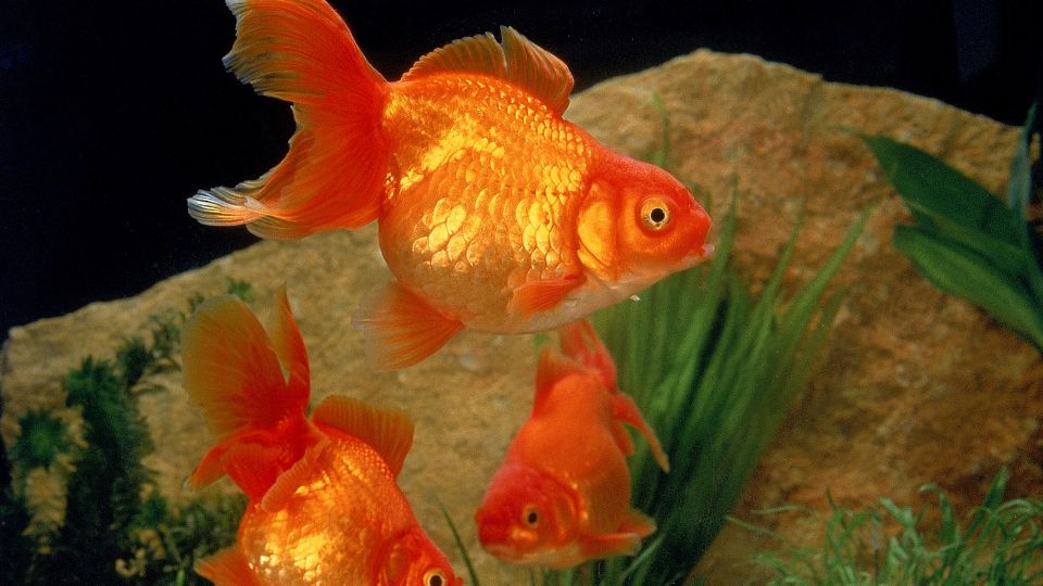 Aranyhal (Carassius auratus)
