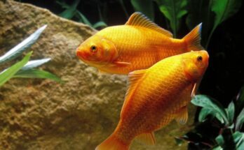 Aranyhal (Carassius auratus)