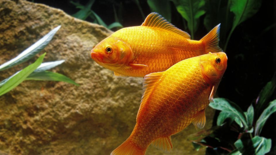 Aranyhal (Carassius auratus)