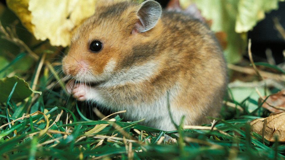 Aranyhörcsög (Mesocricetus auratus)