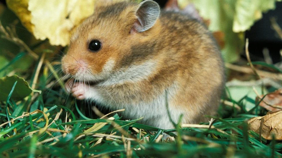 Aranyhörcsög (Mesocricetus auratus)