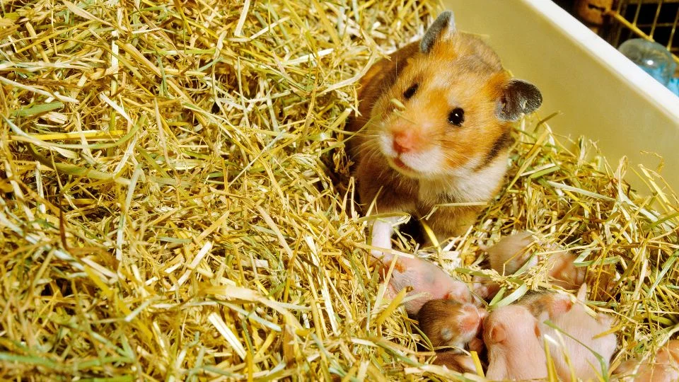 Egy aranyhörcsög fekszik szalmán, mellette kicsinyei pihennek.
