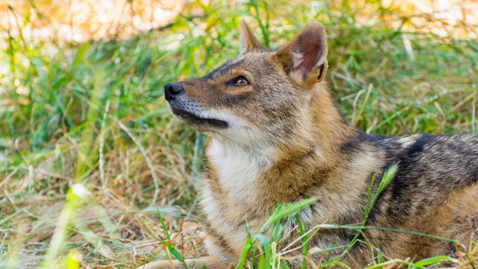 Aranysakál (Canis aureus)