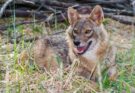 Aranysakál (Canis aureus)