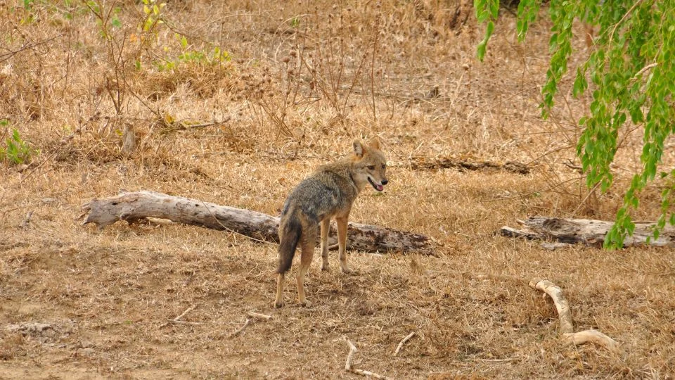 Aranysakál (Canis aureus)