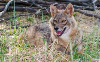 Aranysakál (Canis aureus)