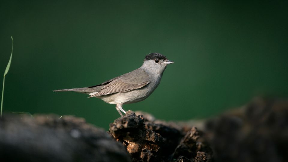 Barátposzáta (Sylvia atricapilla)