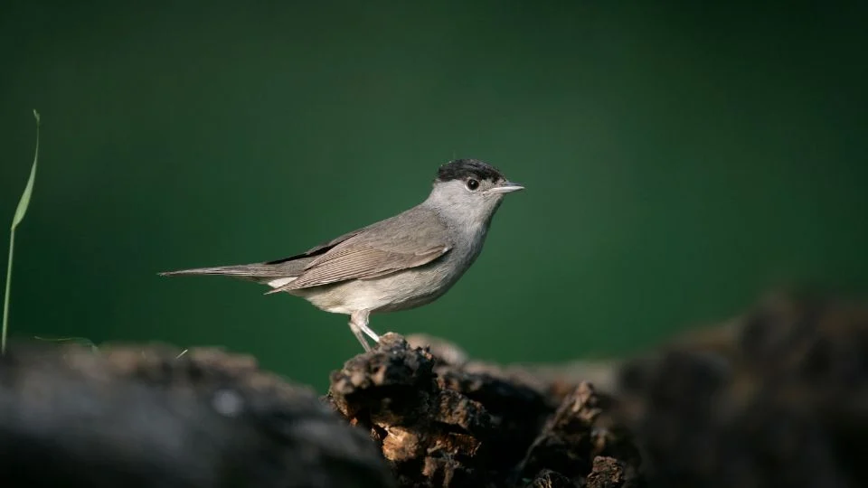 Barátposzáta (Sylvia atricapilla)