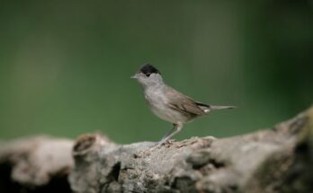 Barátposzáta (Sylvia atricapilla)