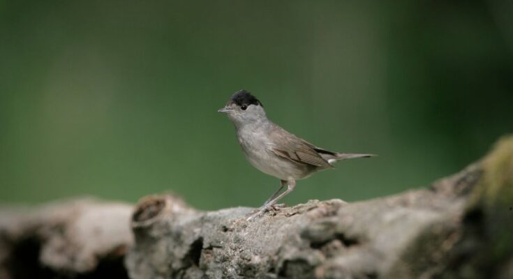 Barátposzáta (Sylvia atricapilla)