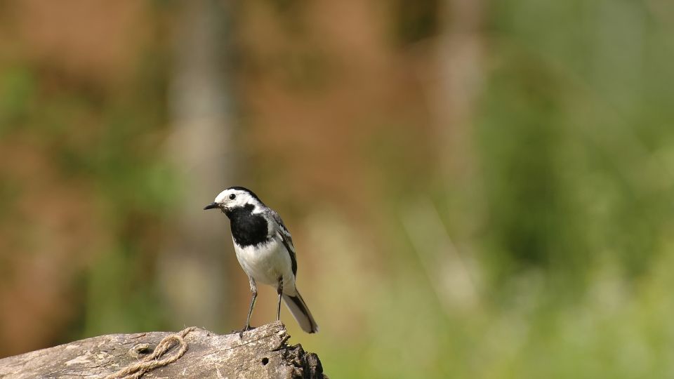 Barázdabillegető (Motacilla alba)