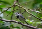 Barázdabillegető (Motacilla alba)