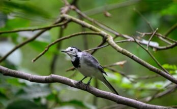Barázdabillegető (Motacilla alba)