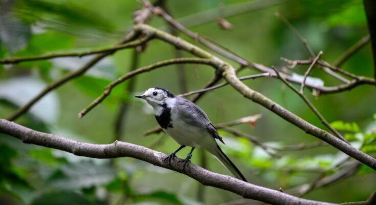 Barázdabillegető (Motacilla alba)