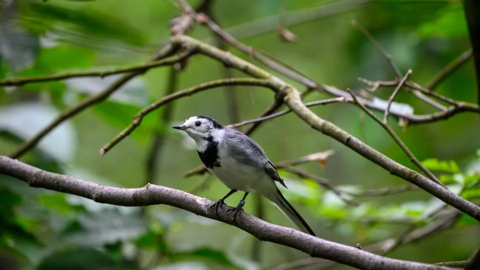 Barázdabillegető (Motacilla alba)