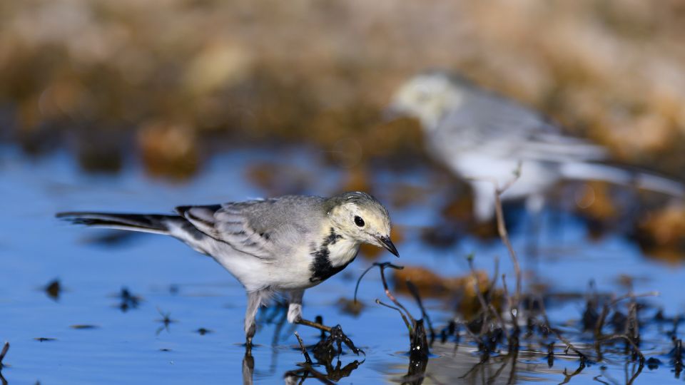 Barázdabillegető (Motacilla alba)