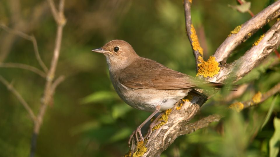 Barna fülemüle (Luscinia luscinia)