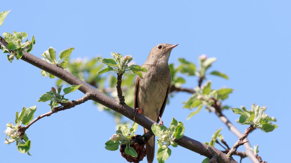 Barna fülemüle (Luscinia luscinia)