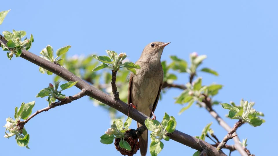 Barna fülemüle (Luscinia luscinia)