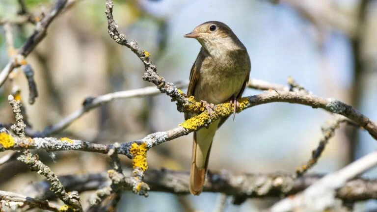 Barna fülemüle (Luscinia luscinia)