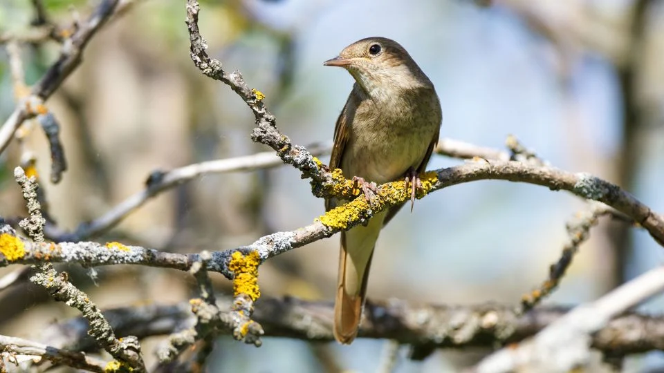 Barna fülemüle (Luscinia luscinia)