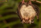 Barna hosszúfülű-denevér (Plecotus auritus)