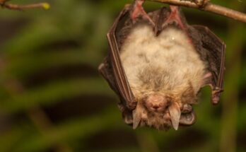 Barna hosszúfülű-denevér (Plecotus auritus)