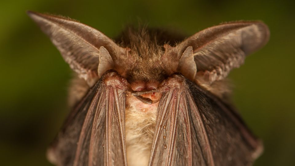 Barna hosszúfülű-denevér (Plecotus auritus)