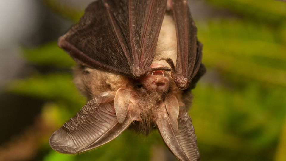 Barna hosszúfülű-denevér (Plecotus auritus)