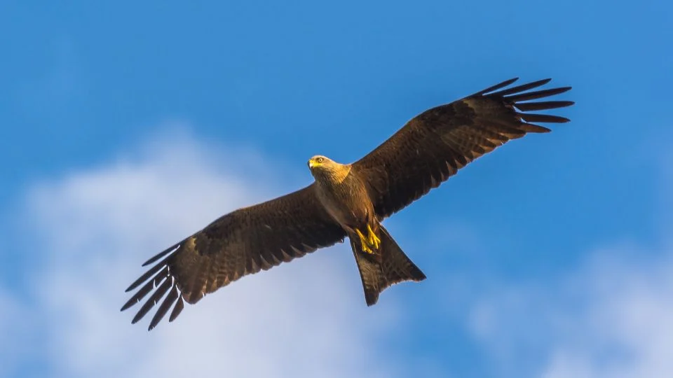 Barna kánya (Milvus migrans)