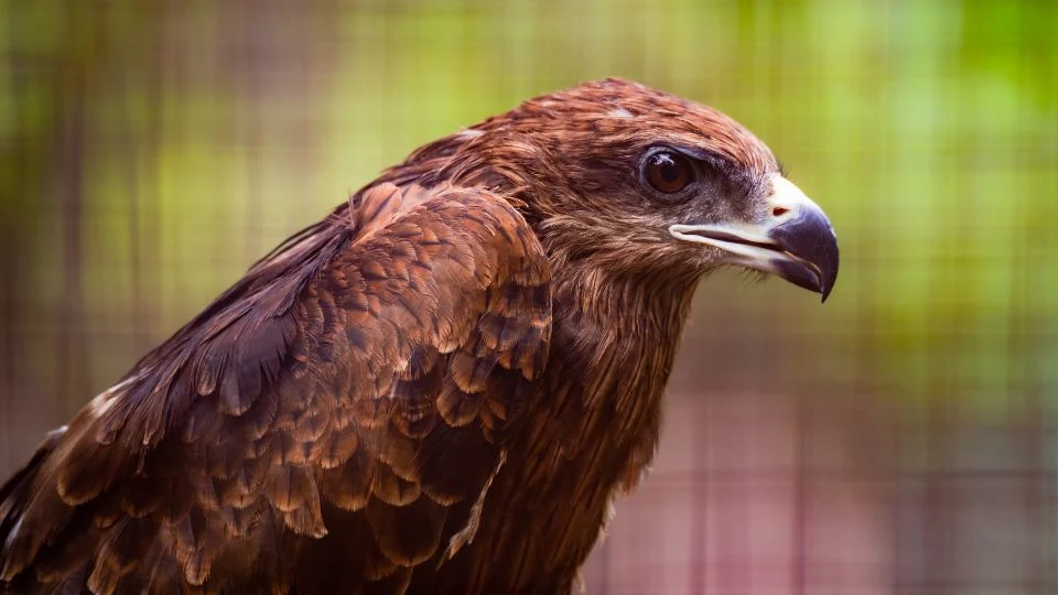Barna kánya (Milvus migrans)
