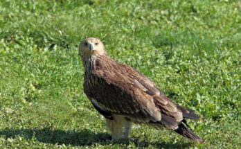 Barna kánya (Milvus migrans)